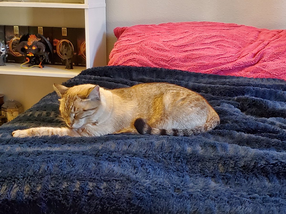 She's actually letting me do my day job today lol

#Catnap