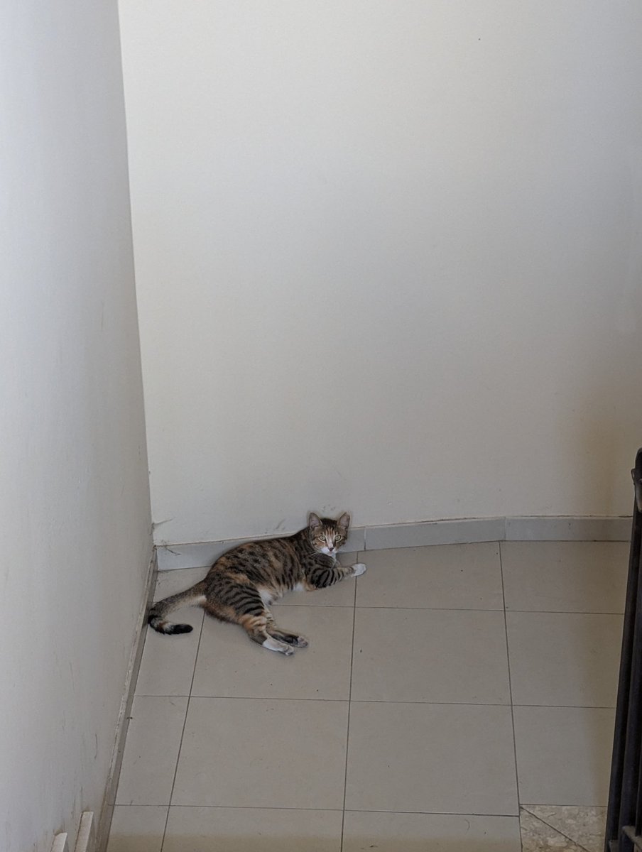 Our rental came with a stairway cat