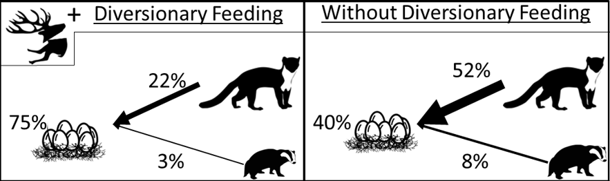 The presence of diversionary feeding substantially reduces depredation of artificial nests 📉

This translates to an 83% increase in predicted nest survival over 28 days of incubation by reducing the chance that Pine marten or badgers would eat nests🪺

🔗 doi.org/10.1111/1365-2…