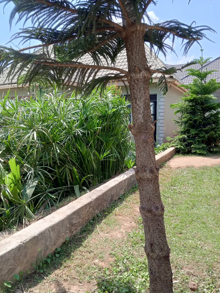 austin_st89026's tweet photo. #Whytrees? as you can see St.Austin's High School premises consists of various trees π΄π΄ which is to ensure we provide a cool climate & Clean Air for both Students &Teachers.Protecting Soil and Water
#SAHIS
#sahis
#agricultureeducation
#agricultureworldwide
#agriculturenews https://t.co/TovYs1G8dw