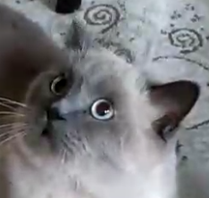 BudVZab's tweet photo. :o
#DailyCloudTheCat #DailyCloud #Cat #CatsofTwitter #CatsOfTwitter https://t.co/Xm0tJp4JAh