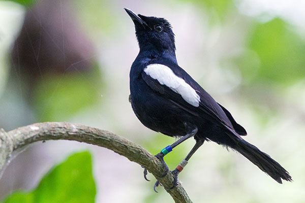 Hernán Morales (@hernmoral) on Twitter photo Out in <a href="/EvolAppJournal/">Evolutionary Applications</a>: led by Emily Cavill we show how Seychelles magpie robins lost genetic diversity and accumulated genetic load due to a bottleneck. New populations were established, but lost diversity is v hard to recover, risking long-term survival. onlinelibrary.wiley.com/doi/10.1111/ev… Out in <a href="/EvolAppJournal/">Evolutionary Applications</a>: led by Emily Cavill we show how Seychelles magpie robins lost genetic diversity and accumulated genetic load due to a bottleneck. New populations were established, but lost diversity is v hard to recover, risking long-term survival. onlinelibrary.wiley.com/doi/10.1111/ev…
