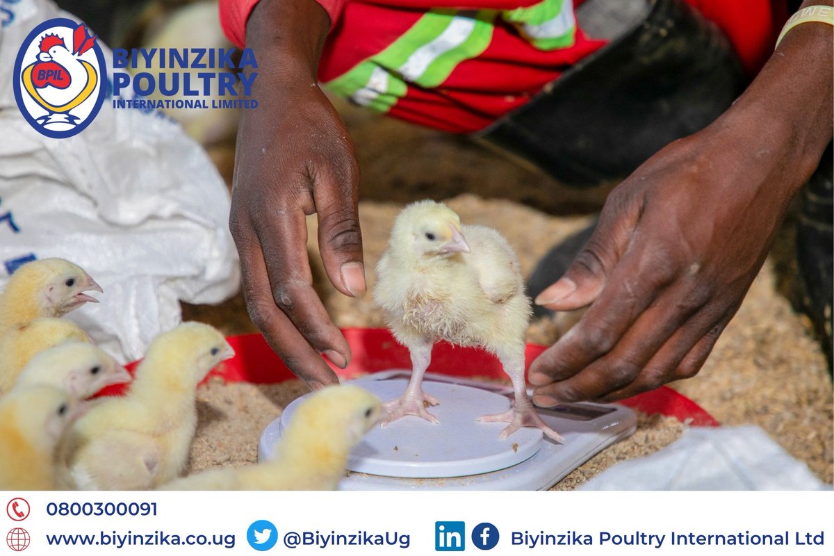 BiyinzikaUg's tweet photo. Ensuring excellent flock performance starts with choosing the right feed, like Biyinzika Poultry Feeds. Each batch undergoes tests to measure & ensure efficient nutritional quality, guaranteeing your flock's excellent performance. #PoultryFarming #QualityFeed #HealthyFlock https://t.co/6fxCx5oONn