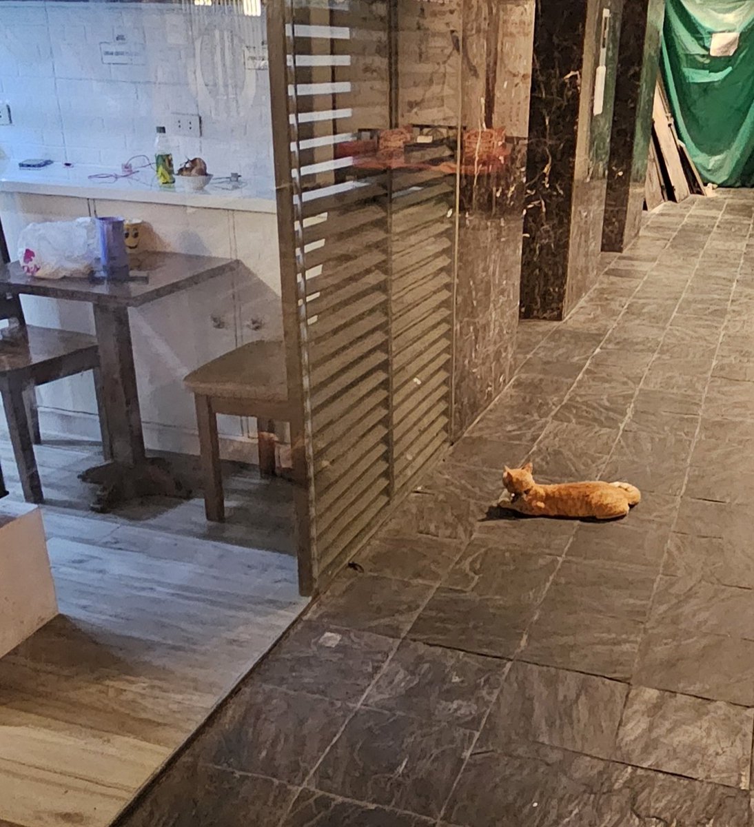 Azellibz's tweet photo. This cat is looking at itself through the glass wall. 😆 I don't know what this cat is going through, but I can feel it too. 🥲 https://t.co/ZM6Ycu3xBL
