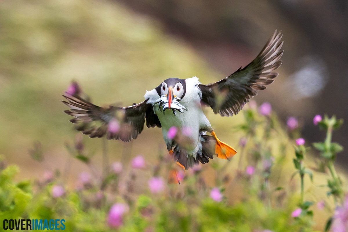 cover_images's tweet photo. An Atlantic puffin carries a beak full of sand eels as it heads to feed its chicks on Skomer Island in Pembrokeshire, Wales.

Photographer Ed Brown's image makes today's Times newspaper and news pictures of the day. https://t.co/ams3rZZdMy