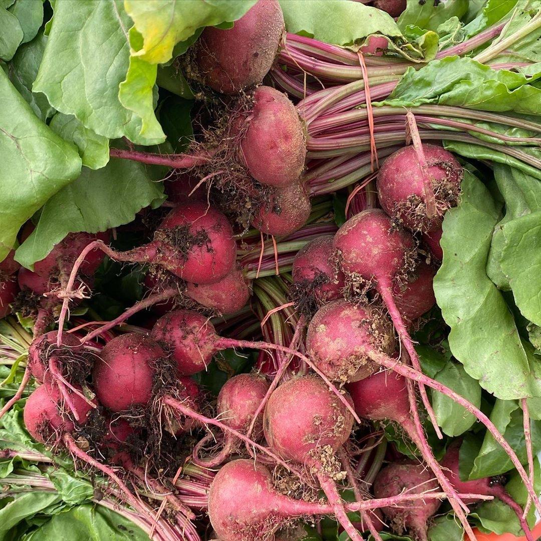 Root to Table tweet media