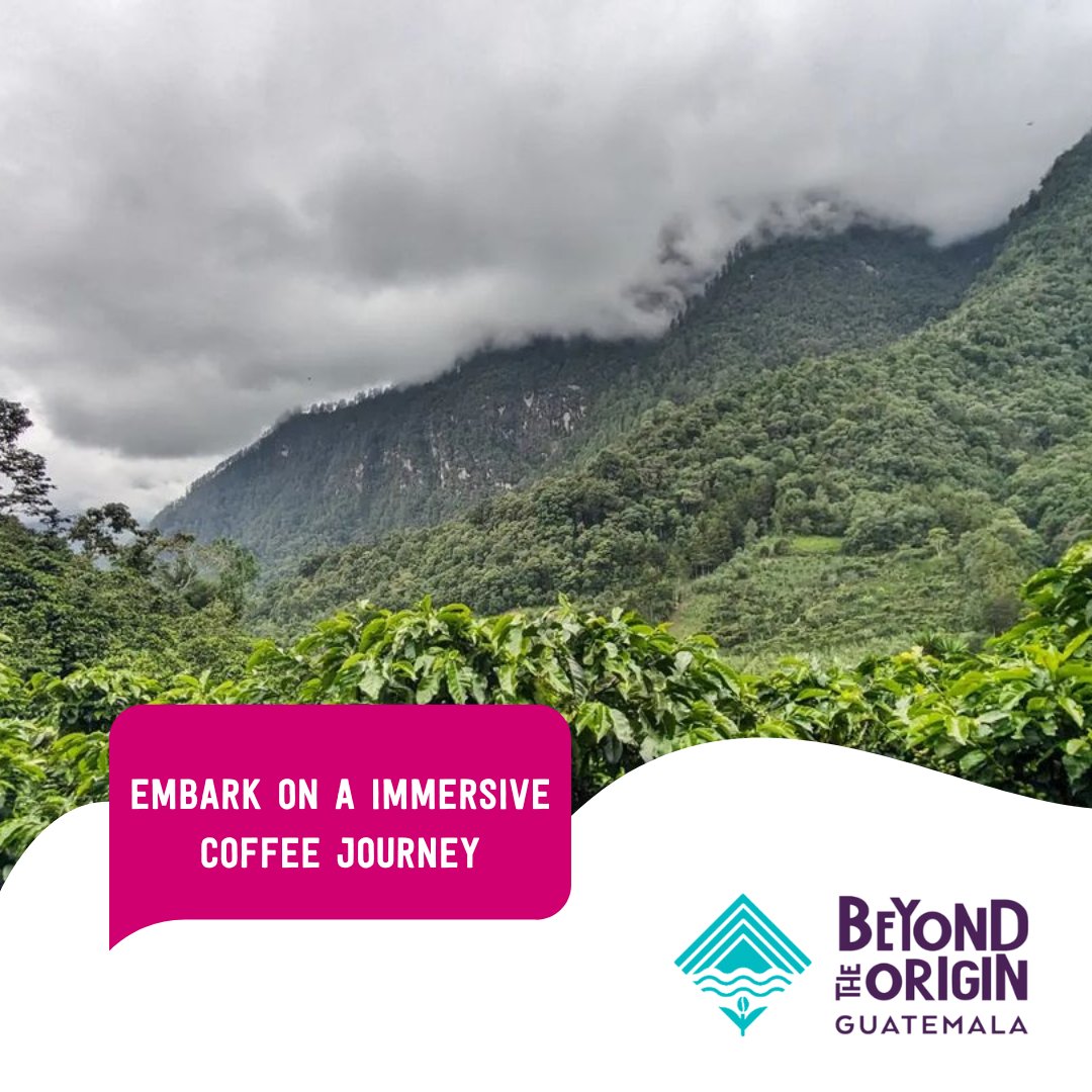 Guatemalacoffee's tweet photo. Explore our Guatemalan coffee lands – go #BeyondTheOrigin from seed to cup!

📸 credits: @paraisocoffees 

#GuatemalanCoffees #GuatsNext https://t.co/kZJuy071yD
