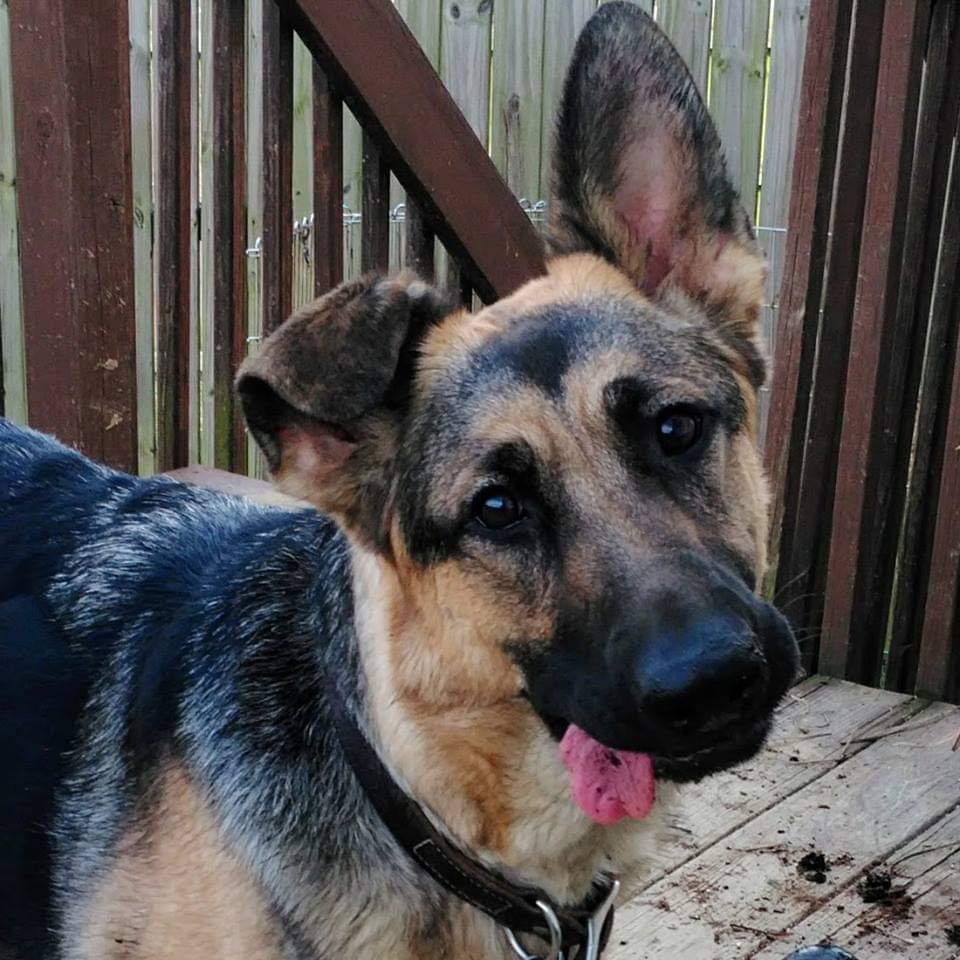 The best dog. The worst day. Love you Bronte.