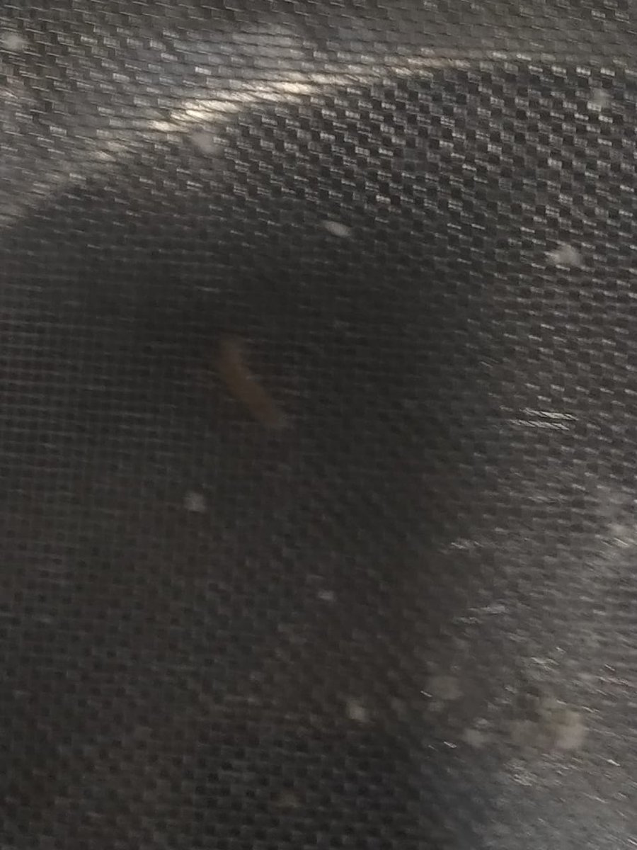 coffaythedumb's tweet photo. @FortuneFoods @fssaiindia @Fssailicense  
Opened a sealed package of fortune chakki atta to see this little guy.
This is the level of food security we as consumers get? 
A worm, in a fully sealed and packaged pack?

#foodsafetyindia #fortunefoods #fssaiindia https://t.co/WpSWxJdueJ