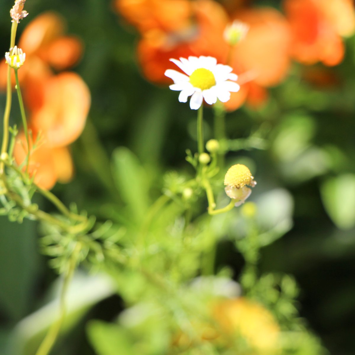 #Flowers
たくさん咲いていて 可愛らしい🌿