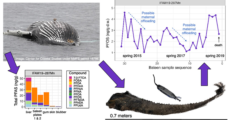 EnvSciTech's tweet image. Establishment of #baleen as a viable sample matrix for assessing #PFAScontamination in marine ecosystems by enabling multiyear time-series analyses through single-tissue sampling. @DJShearwater of @HopkinsMarine @Stanford

Read in ES&amp;amp;T Letters: go.acs.org/a2U