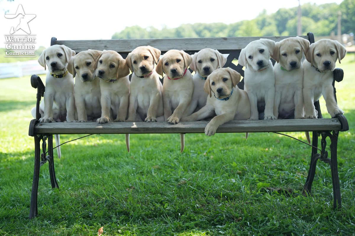 WarriorCanineCn's tweet photo. #BenchShot Alert: Here is the bench photo and outtakes for #WCCsWojo x #WCCsBlair's litter!
#FurTheLoveOfVeterans https://t.co/9RG2y3kfJ5