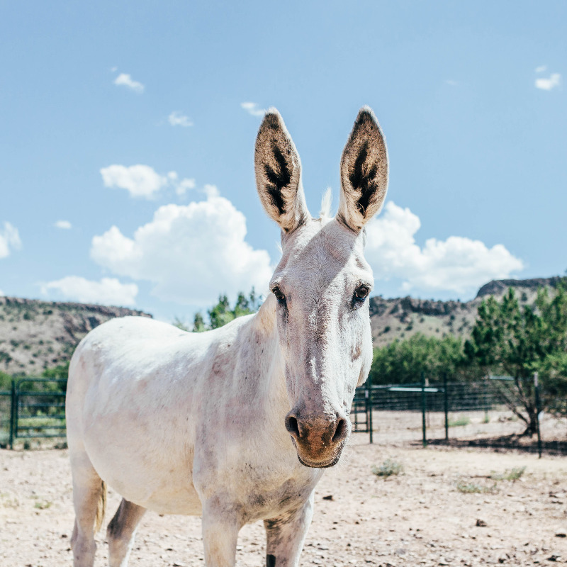"D.D. at Wassermann Wranch" by Abby Shea Hursh from the #AlpineTXPhoto Contest #alpinetexas #texastodo 

See more great Alpine photos:
visitalpinetx.com/photos/d-d-at-…