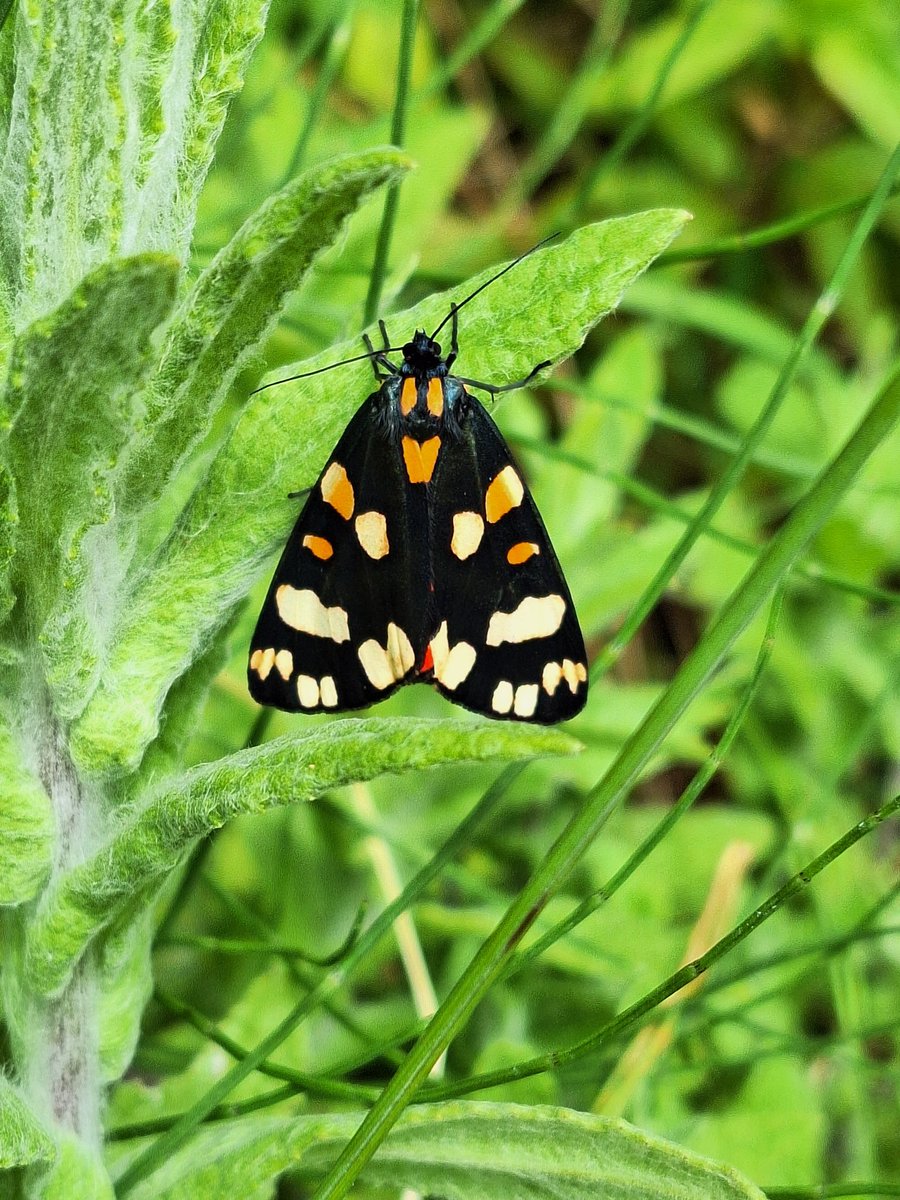 njs5870's tweet photo. Scarlet Tiger Moth at @RSPB_BurtonMere this afternoon https://t.co/LloMwg5GRU