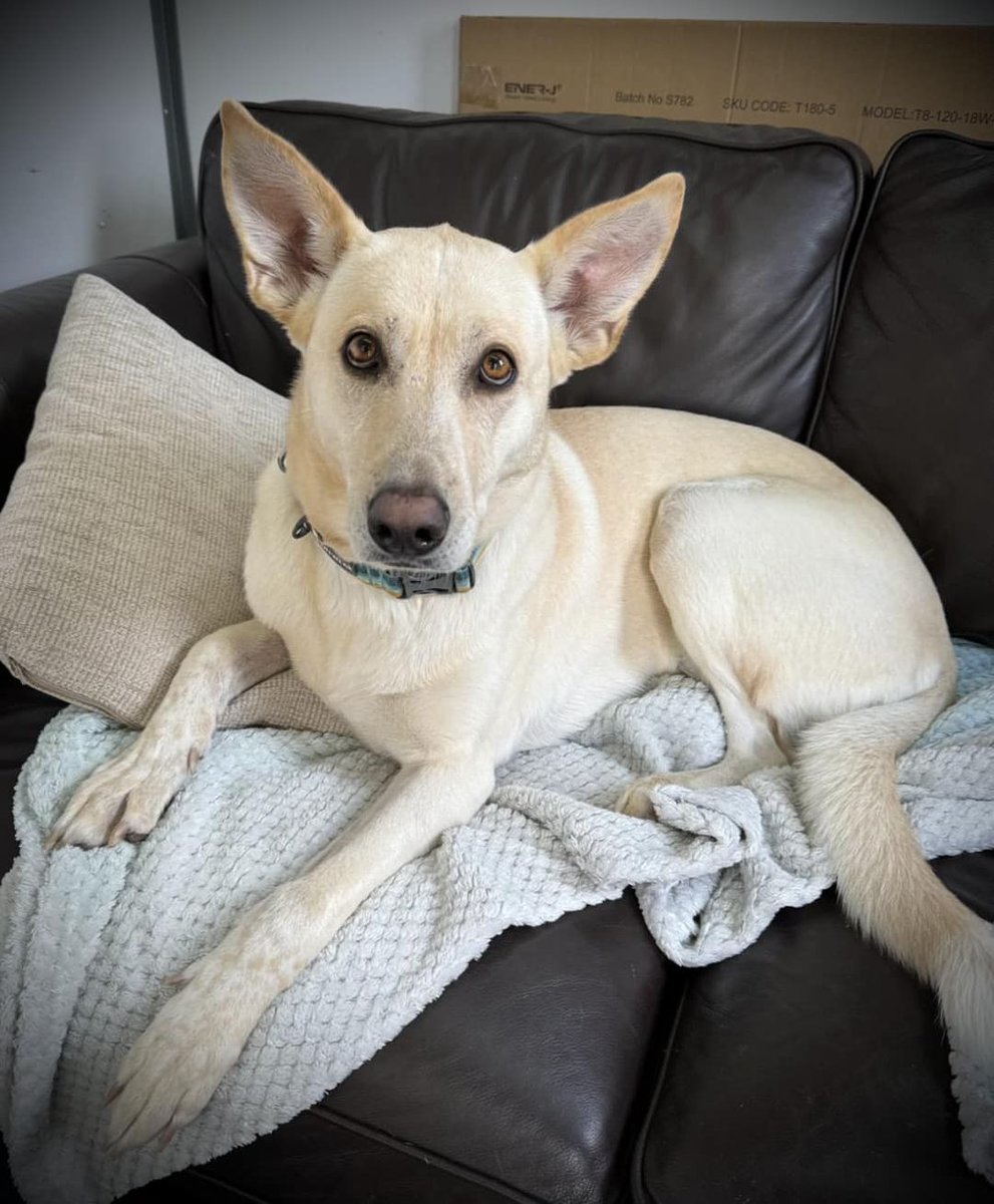 AdoptionsUk's tweet photo. Urgent please retweet to help Sansa find a home #YORKSHIRE #UK  One week today, Sansa will have been with us for 6 whole months. She's wondering why still no one wants her?💔💔💔
We've made countless appeals for Sansa. We've told you how sad and scared she is in kennels 
 She's had several visitors, but she's never been "chosen" - all her visitors have chosen other dogs. Why? Well Sansa loves visitors - she's so happy to see them - so happy they've come🌸 They think she's OK. And they choose another dog🥺
Sansa is a super friendly girl, she LOVES her people. She can be reactive on lead to dogs, but she's having weekly sessions with dog behaviourist, Emma, and she's come on leaps and bounds! We'll happily offer behaviour support to any new home -
🥹
 Our hearts are utterly broken for Sansa, it's all we can do but to beg you to help us find her people. 
Her perfect family HAVE to be out there somewhere. She just can't stay in kennels forever
DETAILS or APPLY👇  
https://t.co/FxwrqJxVc9
 
#pets #animals #Leeds #England #Sheffield #Bradford #Rotherham #Wakefield #Burnley  #GermanShepherd #dog #dogs #adoptdontshop #Rescuedog