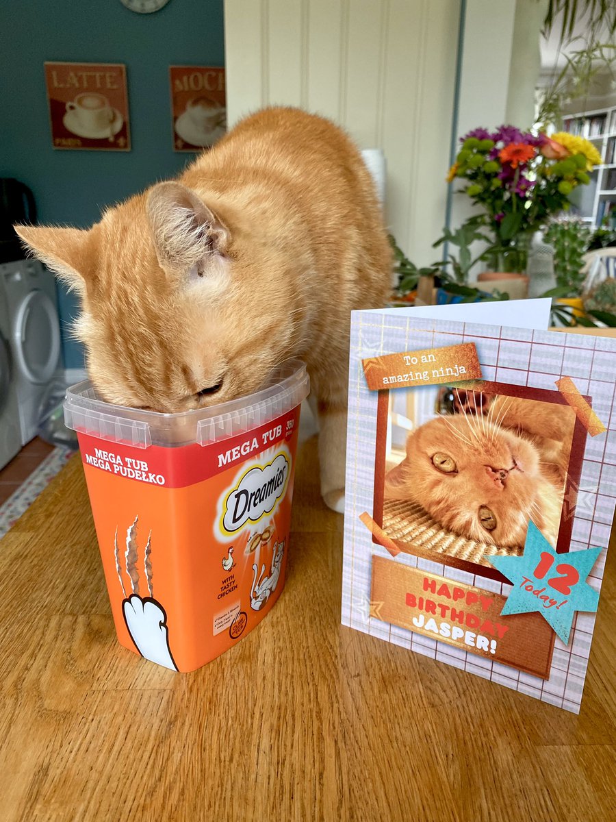 Far more important than anything to do with antiques is Jasper’s (aka the Ginger Ninja) 12th birthday today! I suggested he was now ‘vintage’ and he gave me THAT LOOK. And then dived head first into the Dreamies… 😺😻
#cats #CatsOfX #gingercat