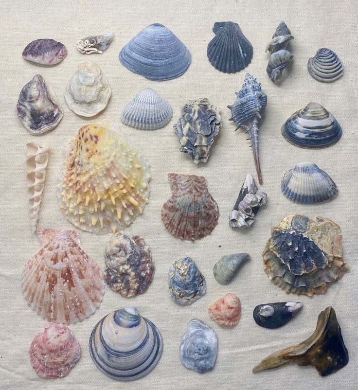 fairyprxncess's tweet photo. 🐚 https://t.co/QUhZVBZNMT