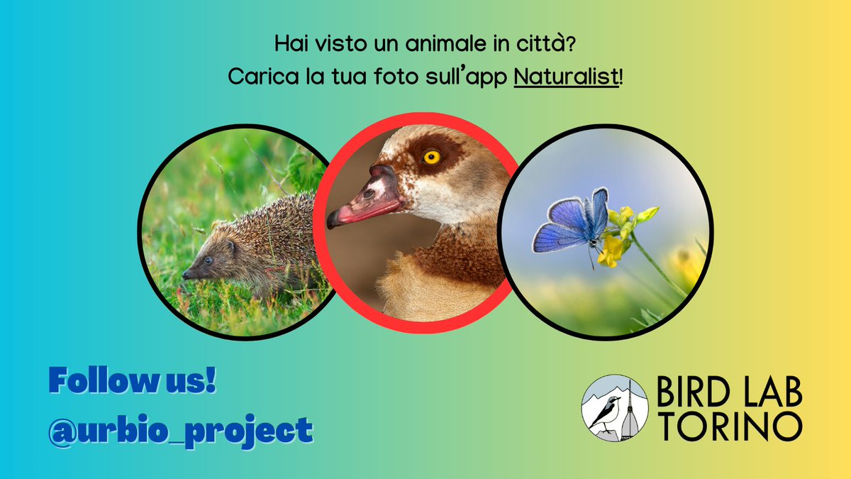 Oggi scopriamo la biodiversità animale delle nostre città! 🦊🦎🦇🐞🦔
Vuoi aiutarci a monitorare la fauna urbana?
⏩urbio.unimi.it

#UrBio #urbanbiodiversity #urbanecology #citizenscience #nature #science #animals #birds #mammal #invertebrates #bats
