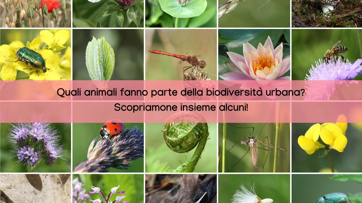 urbio_project's tweet photo. Oggi scopriamo la biodiversità animale delle nostre città! 🦊🦎🦇🐞🦔
Vuoi aiutarci a monitorare la fauna urbana?
⏩https://t.co/fnmgVvwvp4

#UrBio #urbanbiodiversity #urbanecology #citizenscience #nature #science #animals #birds #mammal #invertebrates #bats https://t.co/78zdGJBpZa