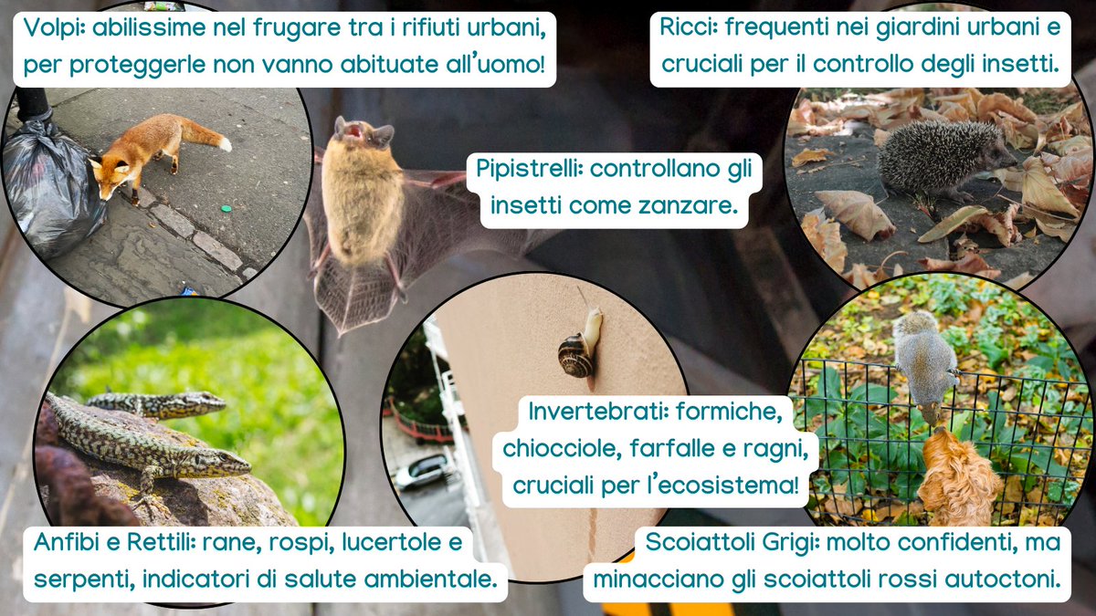 urbio_project's tweet photo. Oggi scopriamo la biodiversità animale delle nostre città! 🦊🦎🦇🐞🦔
Vuoi aiutarci a monitorare la fauna urbana?
⏩https://t.co/fnmgVvwvp4

#UrBio #urbanbiodiversity #urbanecology #citizenscience #nature #science #animals #birds #mammal #invertebrates #bats https://t.co/78zdGJBpZa
