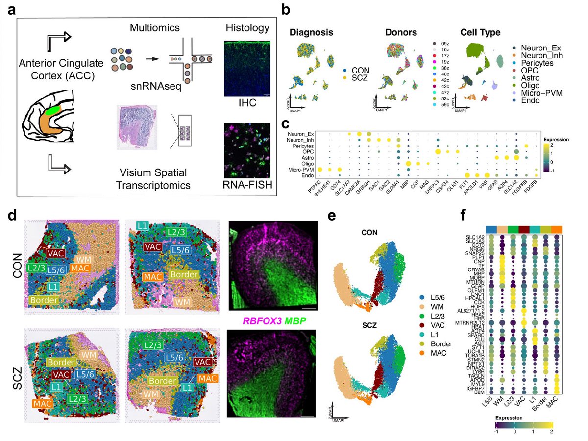 1/ I am happy to share that our latest research paper is now available as a preprint on bioRxiv! 🧠🧬Integrative Transcriptomics Reveals Layer 1 Astrocytes Altered in Schizophrenia biorxiv.org/content/10.110…