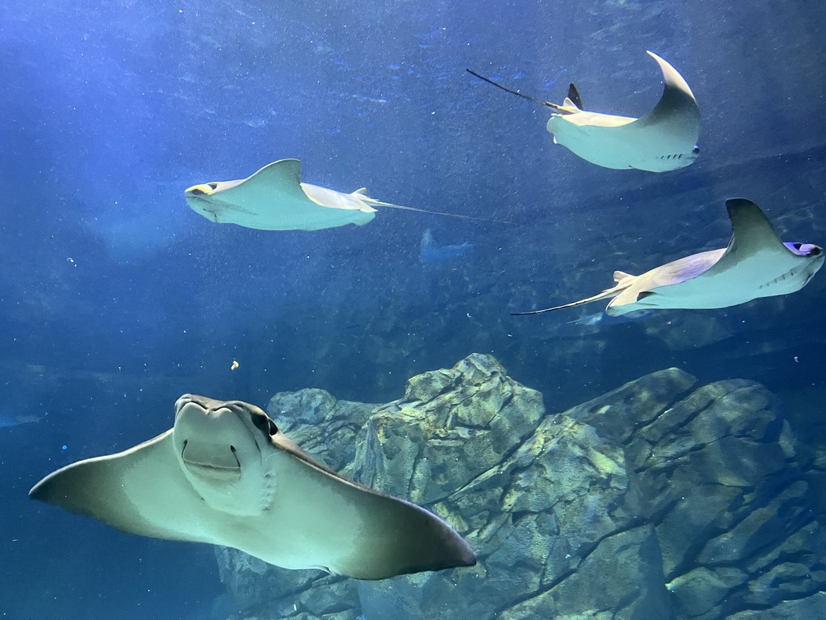 Great few days in Toronto with the gold DofE group. Visit to Niagara, blue jays baseball game, Ripley’s Aquarium and then finished off with Canada Day fireworks! <a href="/official_DHS/">Dalkeith High School</a> <a href="/DofEScotland/">DofE Scotland</a>