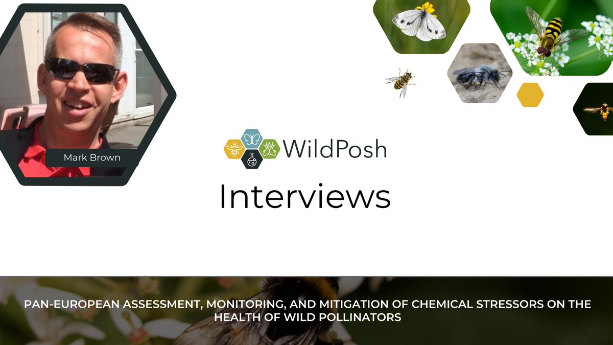 WildPosh (@wildposhproject) on Twitter photo It's time to kick off #WildPoshInterviews! 🤩
<a href="/poshbee_eu/">PoshBee Project</a> project coordinator Mark Brown takes the stage first and tells us more about his work and the connection between the two projects. 👀
📽️Follow the link to watch the full interview: youtube.com/watch?v=6gZ61U… It's time to kick off #WildPoshInterviews! 🤩
<a href="/poshbee_eu/">PoshBee Project</a> project coordinator Mark Brown takes the stage first and tells us more about his work and the connection between the two projects. 👀
📽️Follow the link to watch the full interview: youtube.com/watch?v=6gZ61U…