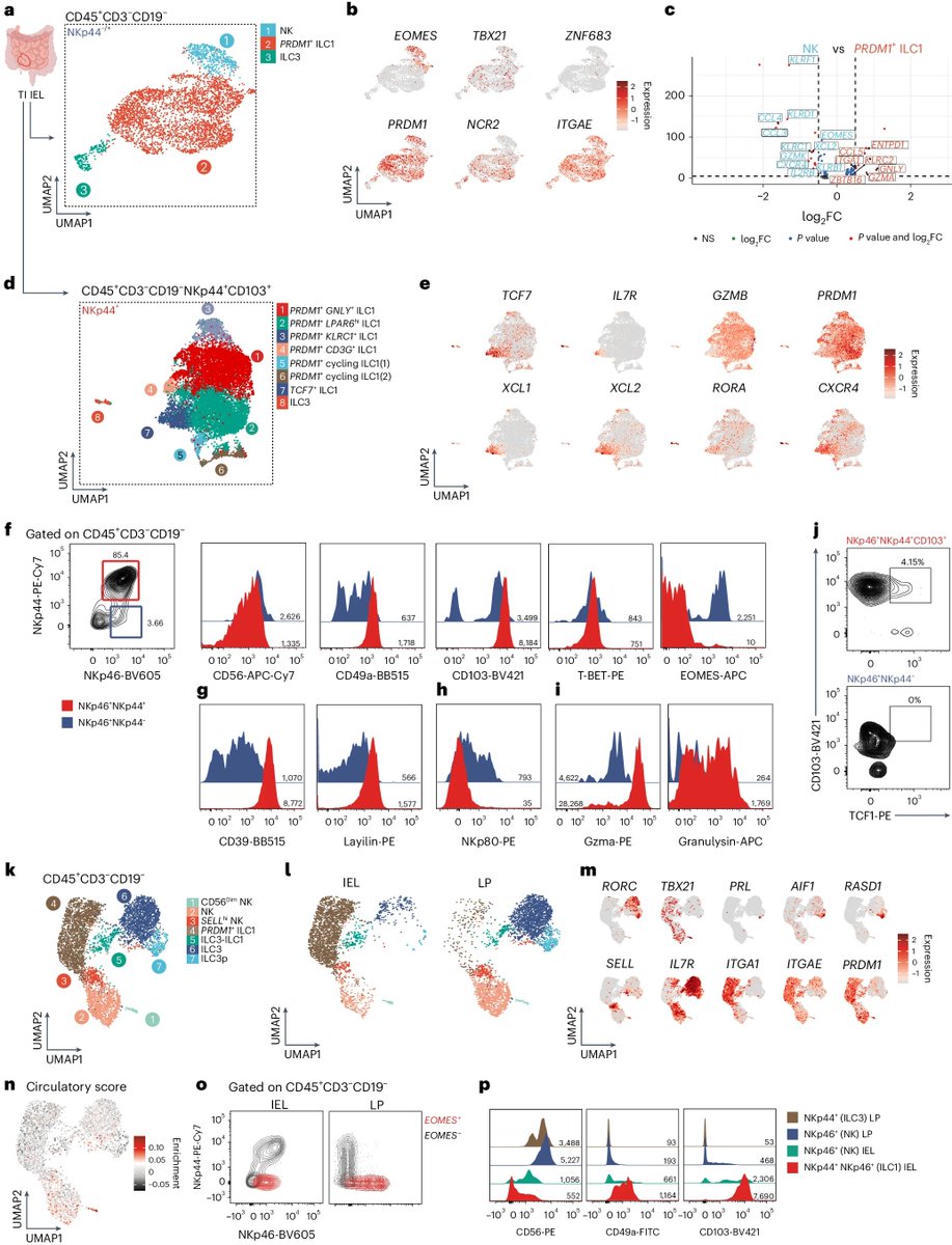 Waggoner Lab (@labwaggoner) on Twitter photo Highly variable ILC1 subtypes across human tissues:
*abundant EOMESā PRDM1+ ILC1s in intestinal epithelium & few immature TCF7+PRDM1ā ILC1s
*widespread tissue-imprinted ZNF683+ EOMES+ NK cells <a href="/NatImmunol/">Nature Immunology</a> <a href="/TheColonnaLab/">The Colonna Lab</a> <a href="/jaeger_natalia/">Natalia Jaeger</a> <a href="/UlezkoAlina/">Alina Ulezko Antonova</a>
nature.com/articles/s4159⦠Highly variable ILC1 subtypes across human tissues:
*abundant EOMESā PRDM1+ ILC1s in intestinal epithelium & few immature TCF7+PRDM1ā ILC1s
*widespread tissue-imprinted ZNF683+ EOMES+ NK cells <a href="/NatImmunol/">Nature Immunology</a> <a href="/TheColonnaLab/">The Colonna Lab</a> <a href="/jaeger_natalia/">Natalia Jaeger</a> <a href="/UlezkoAlina/">Alina Ulezko Antonova</a>
nature.com/articles/s4159ā¦
