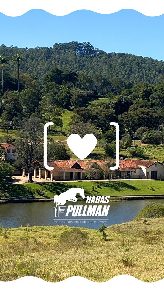 Haras_Pullman (@haras_pullman) on Twitter photo 