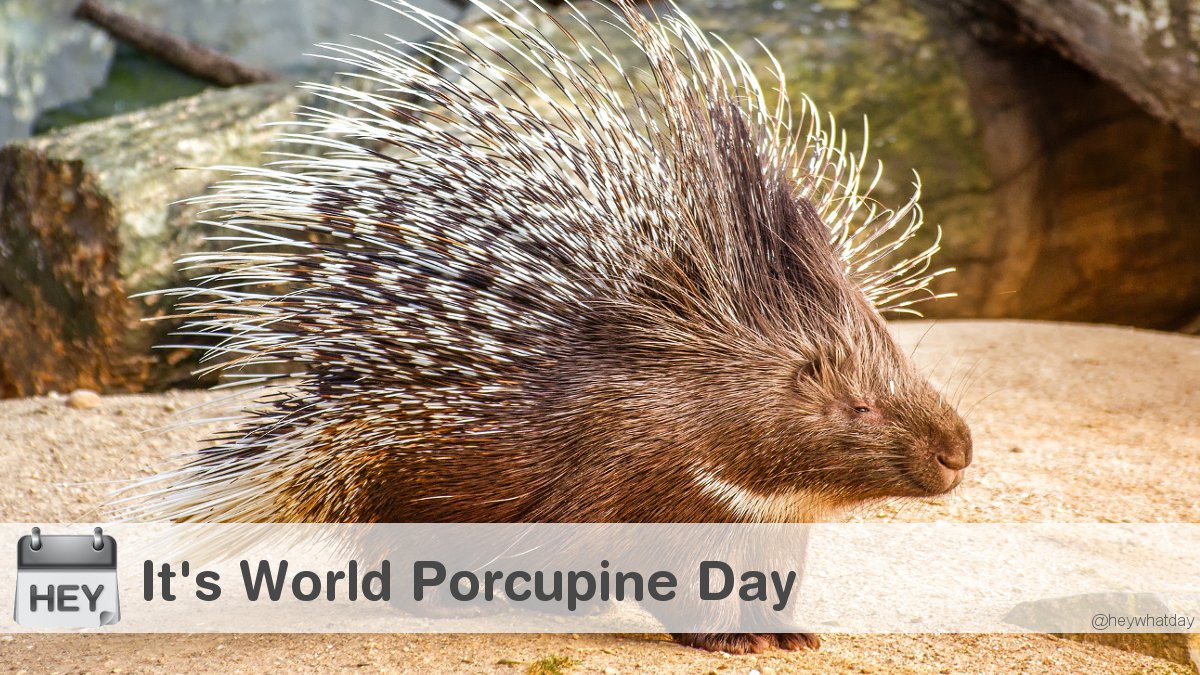 HeyWhatDay's tweet image. It's World Porcupine Day! 
#Animal #WorldPorcupineDay #PorcupineDay