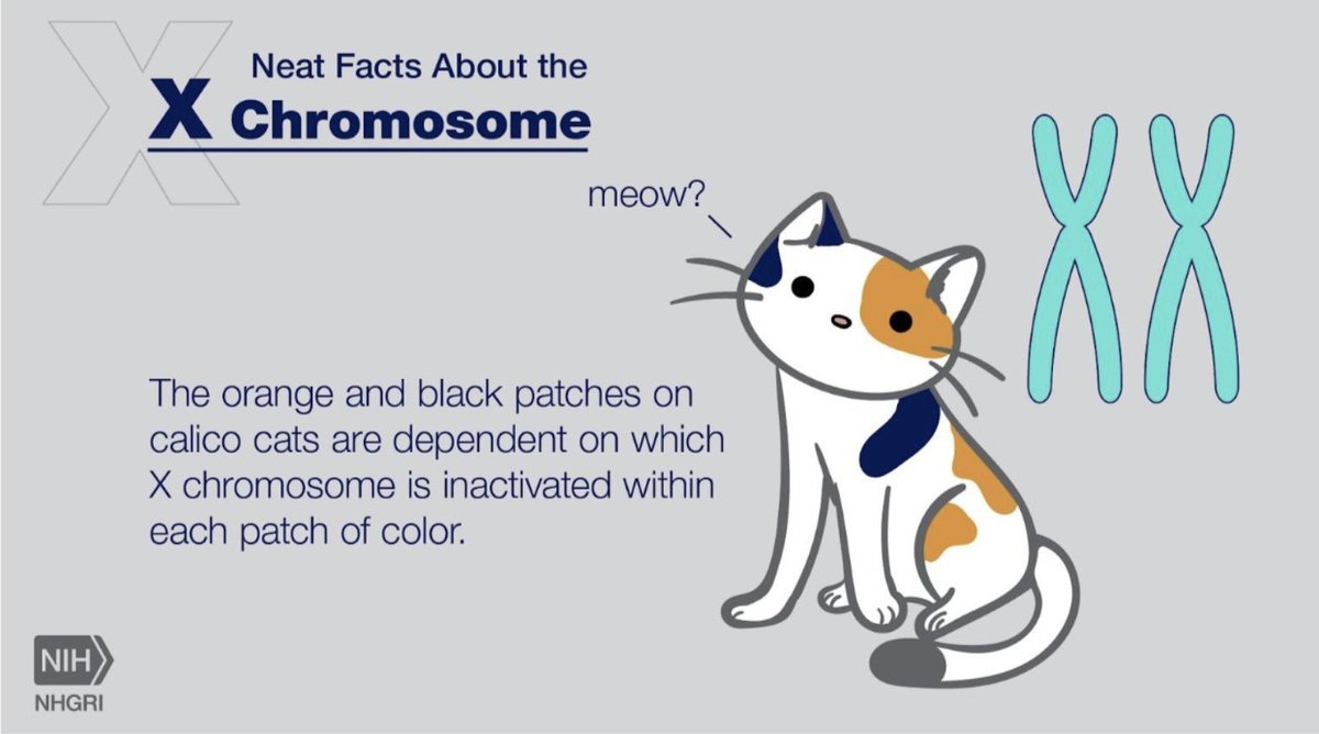 Calico cats are not a breed of cats, but they have a distinctive orange and black color pattern linked to the X chromosome and its inactivation pattern! We think that’s just purrr-fect. 😺
