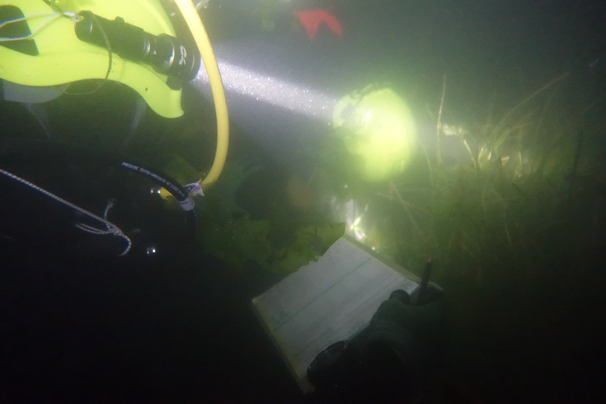 Robin Gauff tweet media