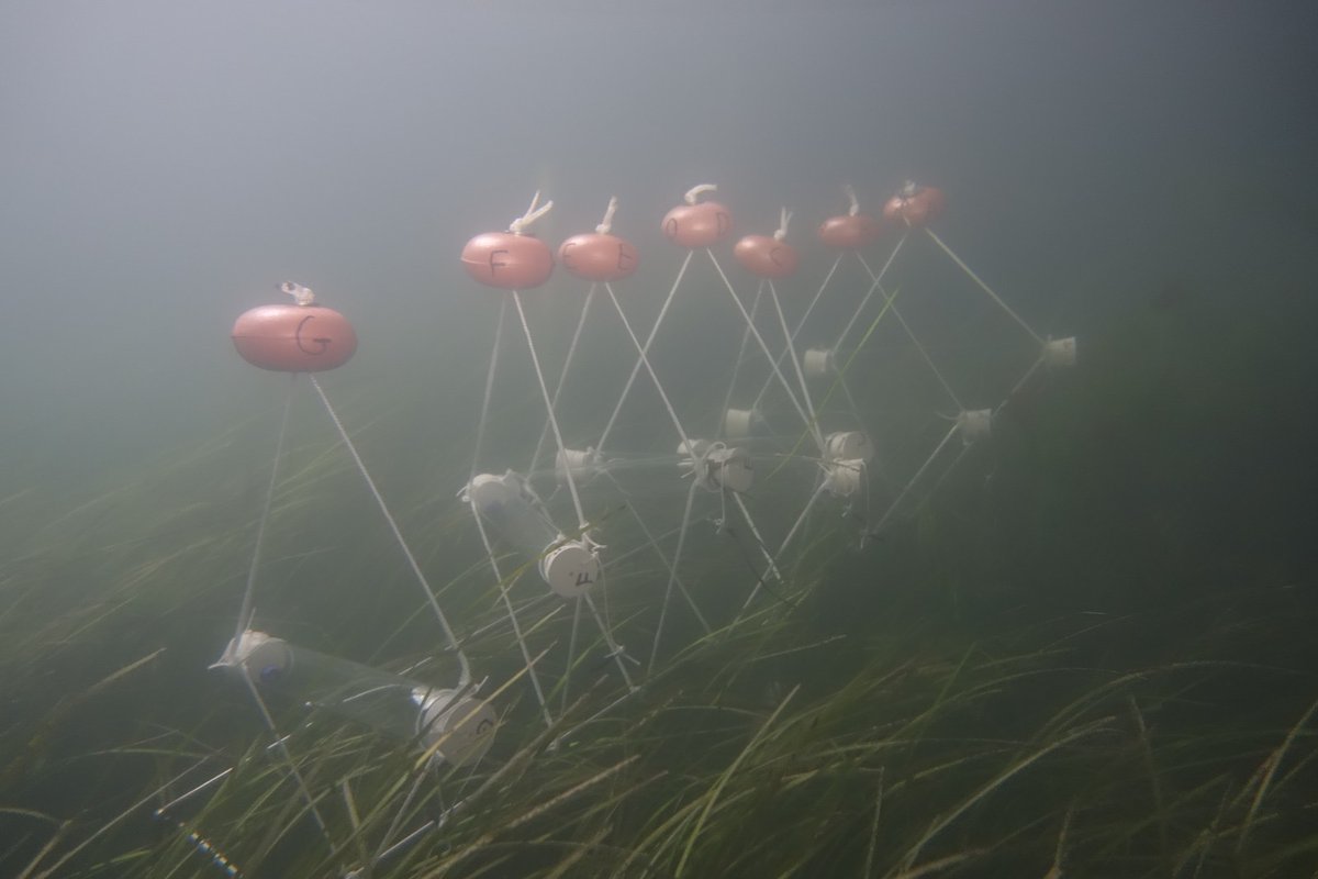 Robin Gauff tweet media