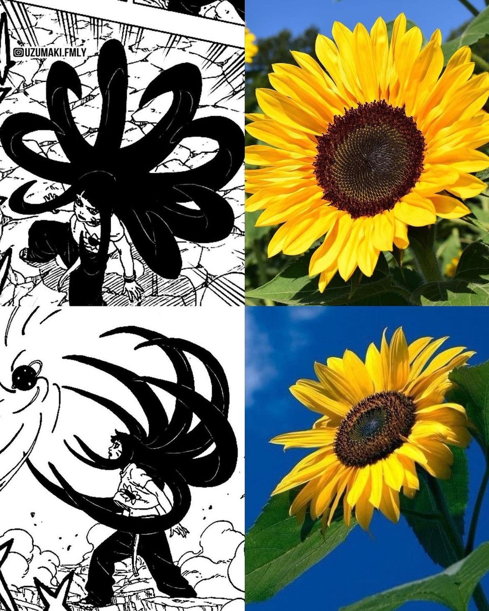 HIMAWARI MEANS SUNFLOWER IN JAPANESE 🌻 #BORUTO