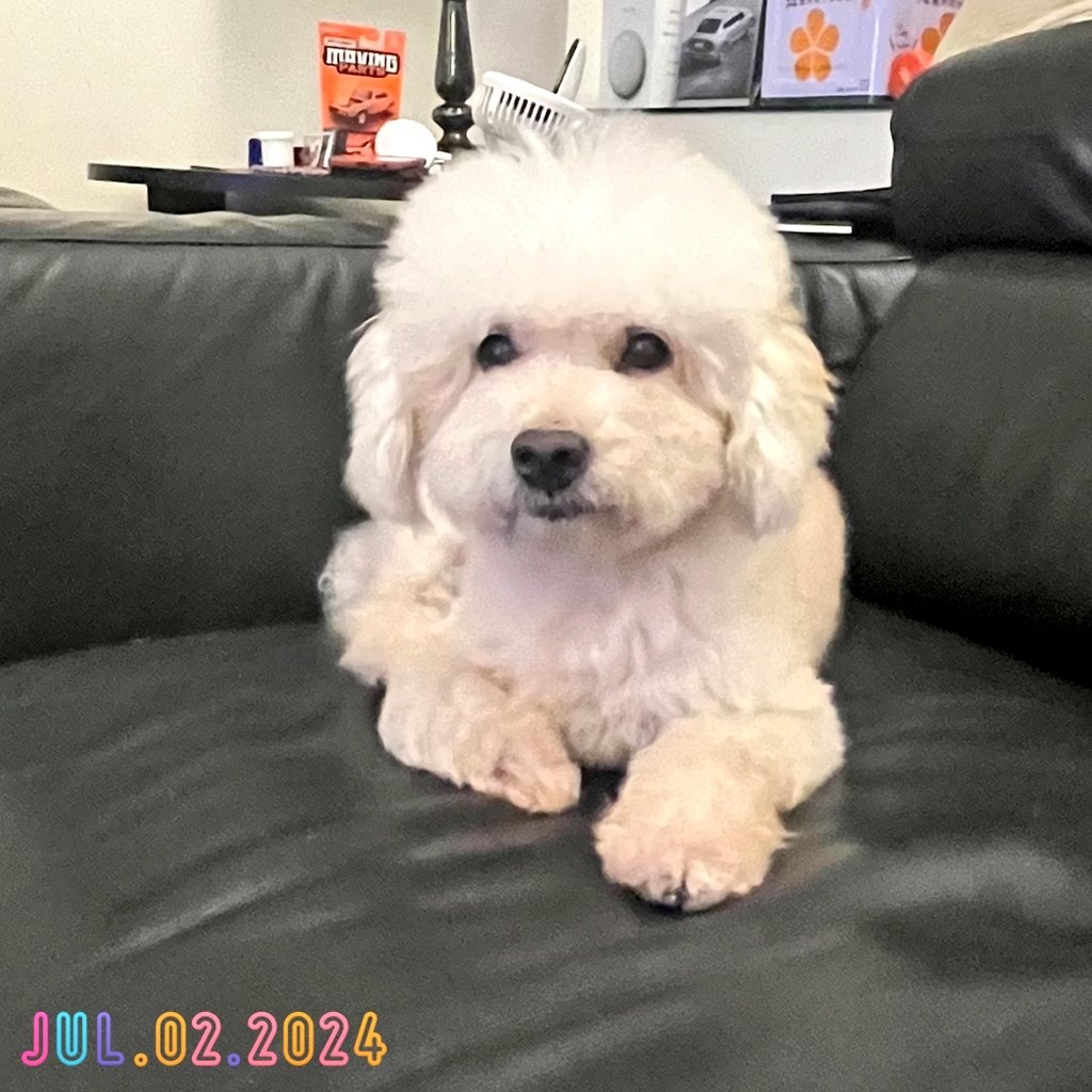MarcoMKlll's tweet photo. 哪怕是多留三天也好,但是 LoLo 在今天抵擋不了宿疾的病痛,急救無效,永遠離開了我們,希望你的一生是精彩無比、充滿快樂歡笑的,伴隨著我們大家對你的愛,祝福你安心上路,在彼岸跟老李、紅茶、摩卡、兩隊阿公阿嬤一同歡聚,不痛不痛了,掰了,我的胖胖~
#Locy
#dogs
#my365 https://t.co/Z1RhY7BbsO