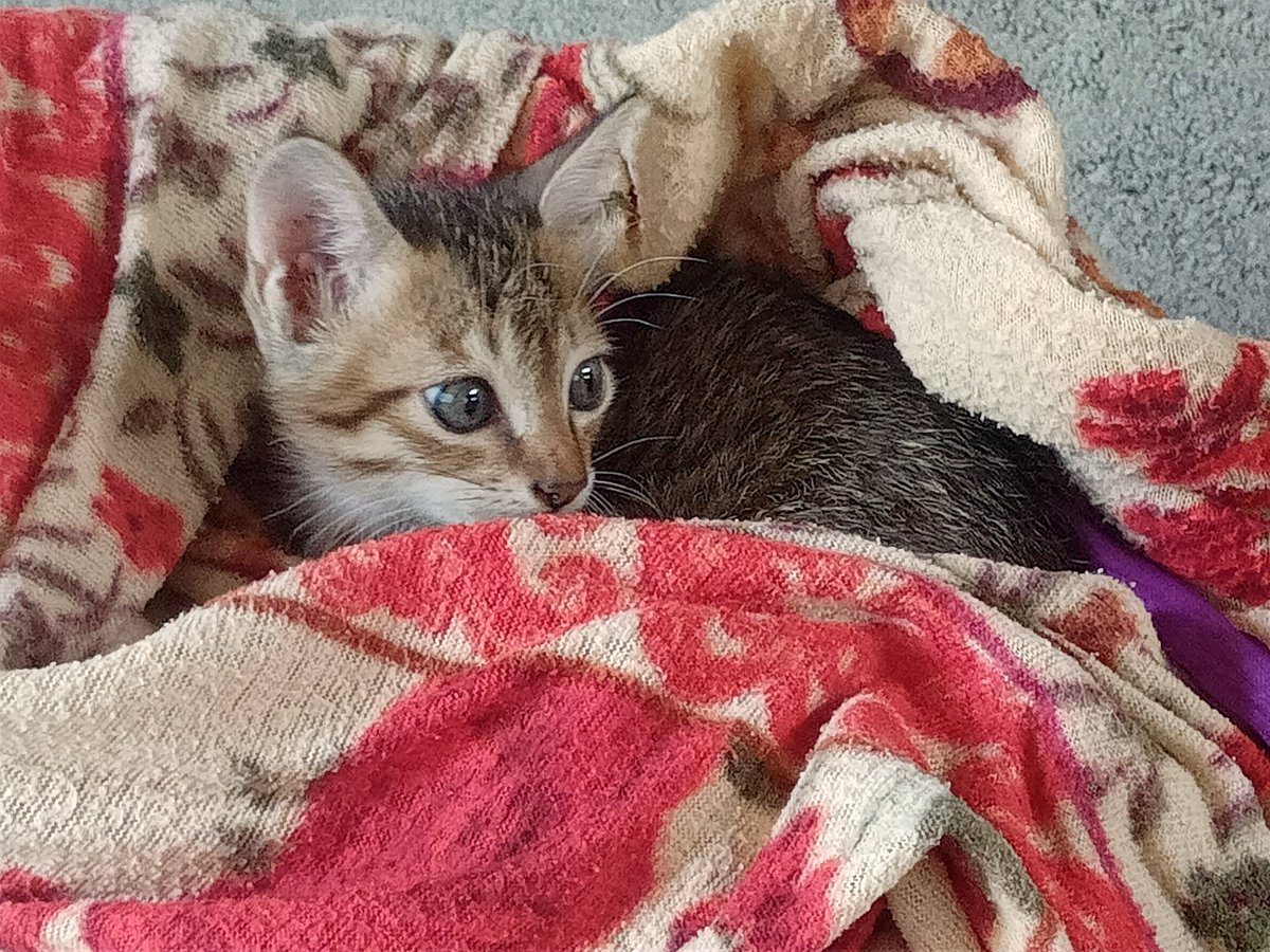 zwei_twts's tweet photo. Same gato https://t.co/BwAyit0CJW