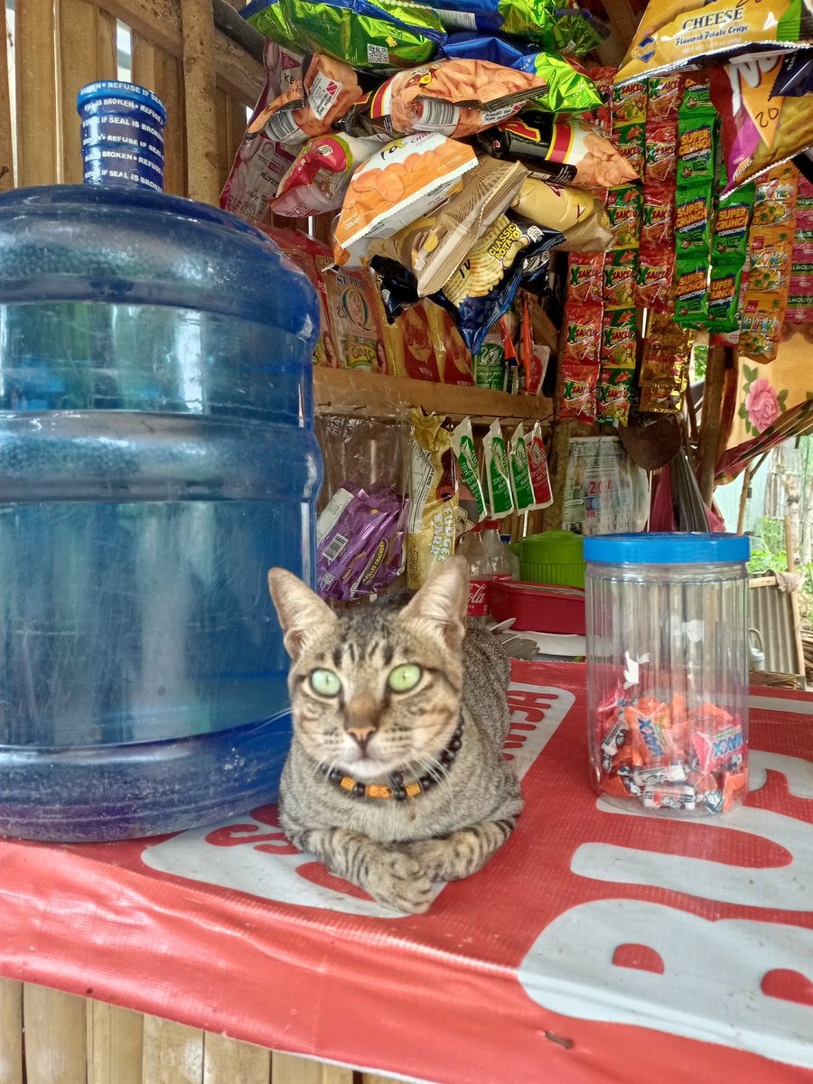 zwei_twts's tweet photo. Saw this chonky merchant while nag baklay mi pa-ambog https://t.co/0o0ge676yq