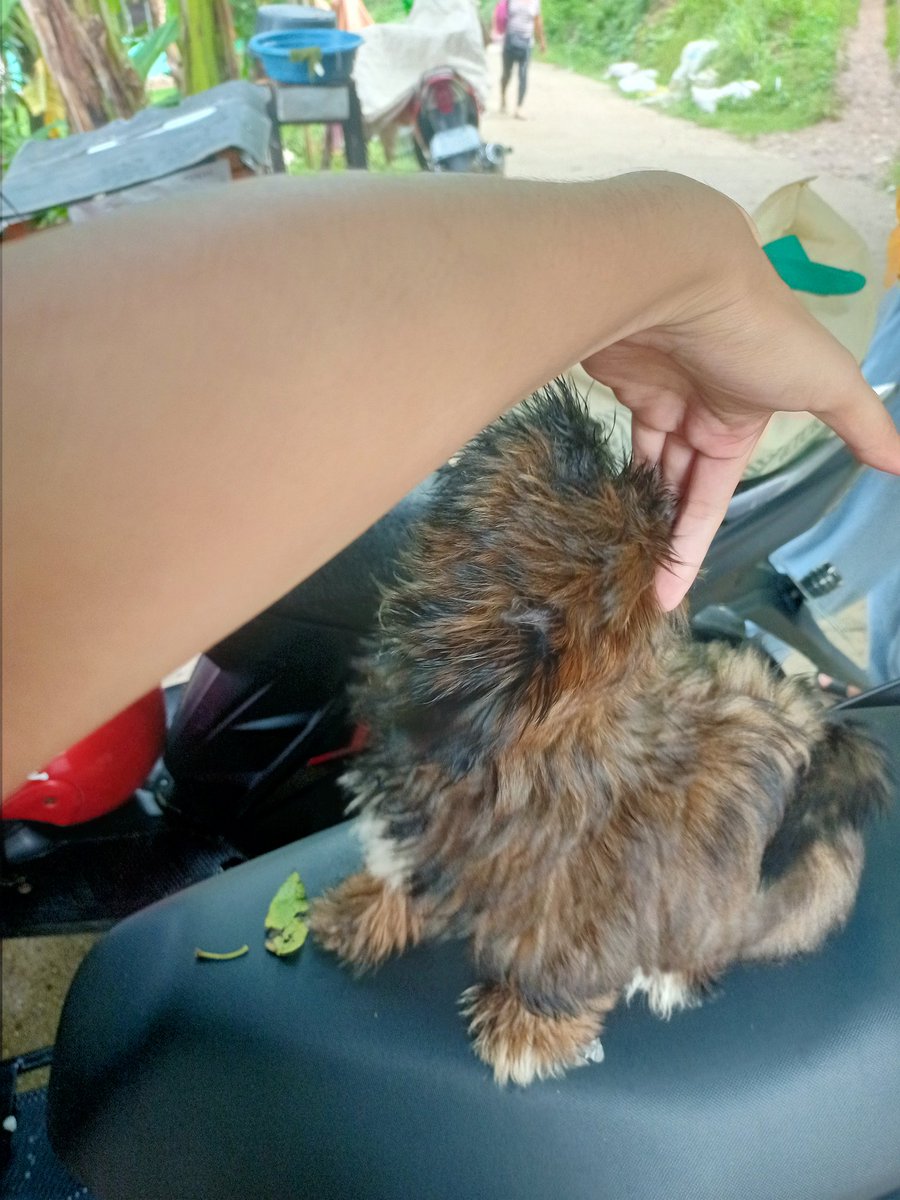 zwei_twts's tweet photo. ❗not memeng❗ Sammyboop and Inubear🐶 https://t.co/9VOAHLUKD3