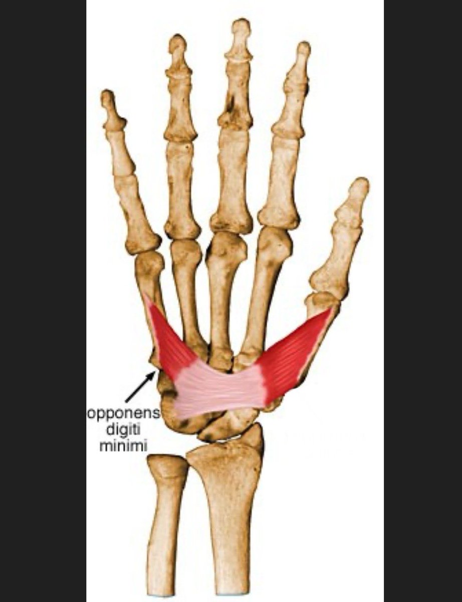 adcock_brett's tweet photo. Clone Robotics, a humanoid robotics startup from Poland, released new footage of the 'Clone Hand'

It's an interesting startup building a human-like musculoskeletal body using hydraulic tendon muscles https://t.co/SZtV7ET79i
