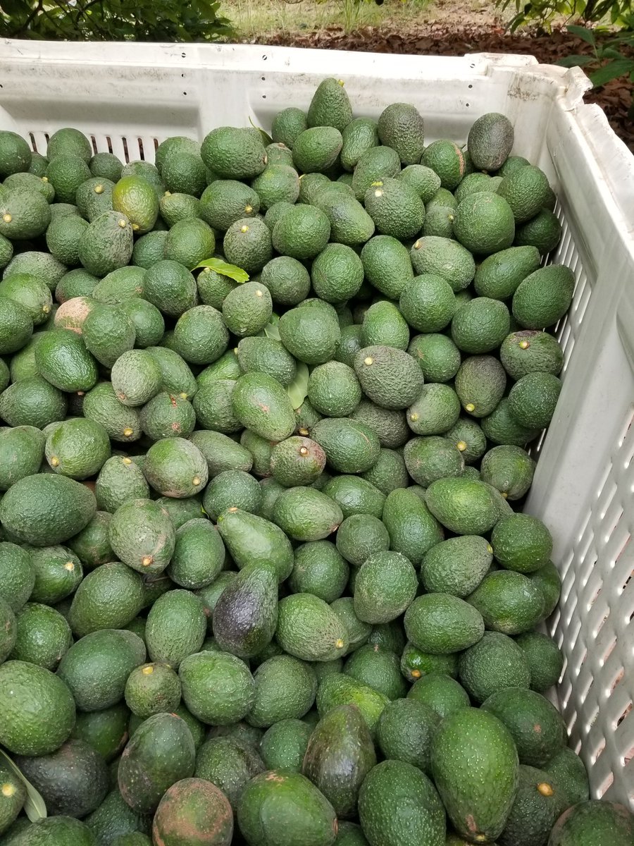 Chris Sayer 🥑 tweet media