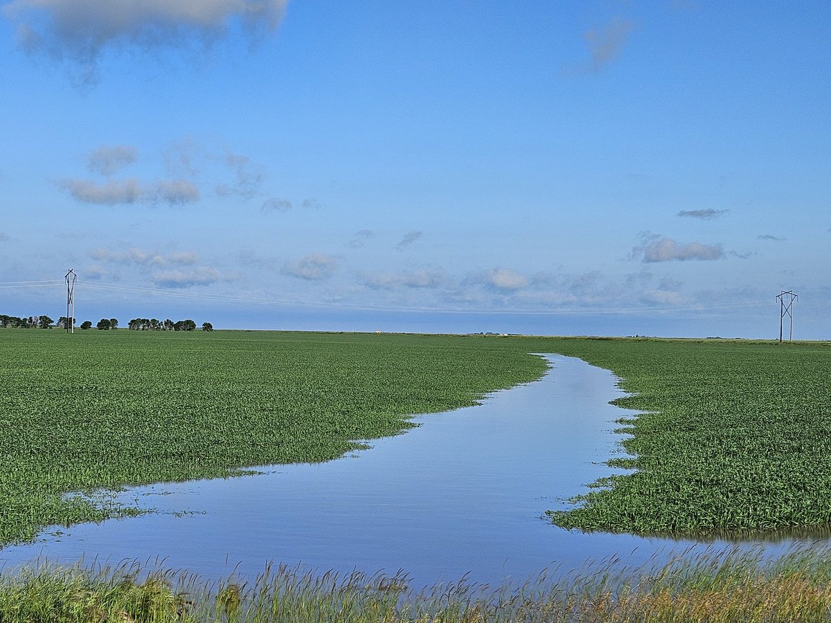 Laird Lampertz (@laird_lampertz) on Twitter photo 4" Rain in 4 days, nice reminder why choosing short or strong standing genetics can be the difference maker.
Neighboring fields with same N values,stage and rotation are not sure lucky.. #SYManness #AACHockley <a href="/FPGenetics/">FP Genetics</a> 4" Rain in 4 days, nice reminder why choosing short or strong standing genetics can be the difference maker.
Neighboring fields with same N values,stage and rotation are not sure lucky.. #SYManness #AACHockley <a href="/FPGenetics/">FP Genetics</a>
