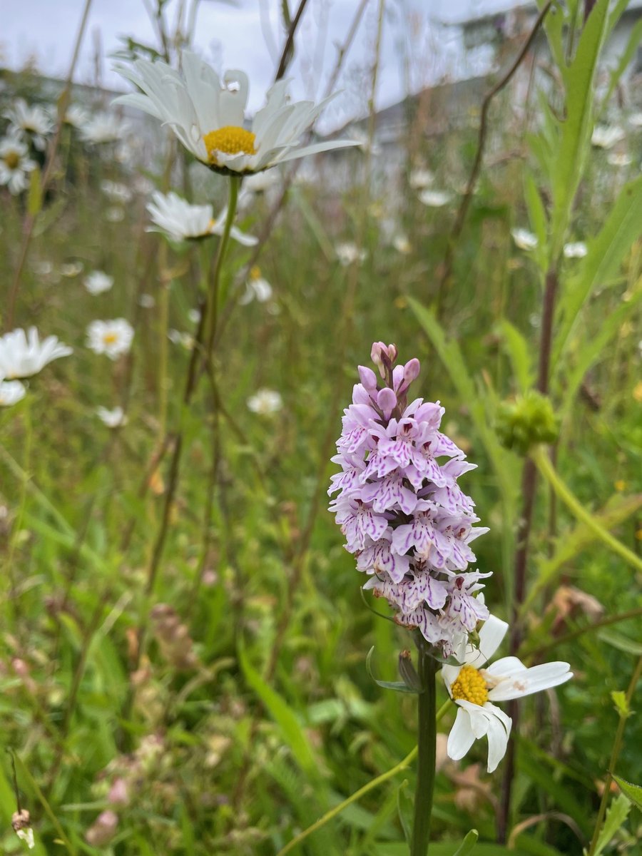 This is our fourth summer with an <a href="/SeedsEco/">EcoSeeds</a> wildflower meadow and the first one with an orchid (Dactylorhiza fuchsii)! 

It's been great watching the birds and insects use this habitat throughout the years.