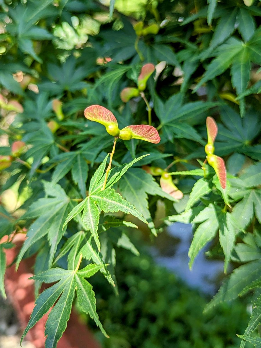 先日見かけたモミジの種🍁 モミジの葉の緑☘️に対してピンク色の種が