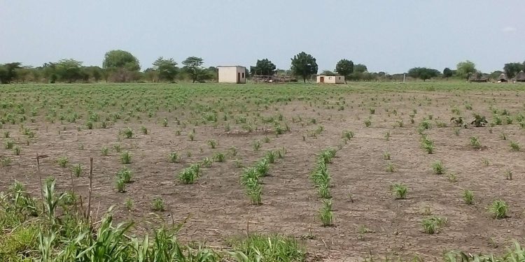 Abyeifm's tweet photo. Rumamer Youth Chairperson calls for involvement in agriculture to eliminate poverty and unemployment https://t.co/hhWyZVOeiP https://t.co/quH29wuzl3
