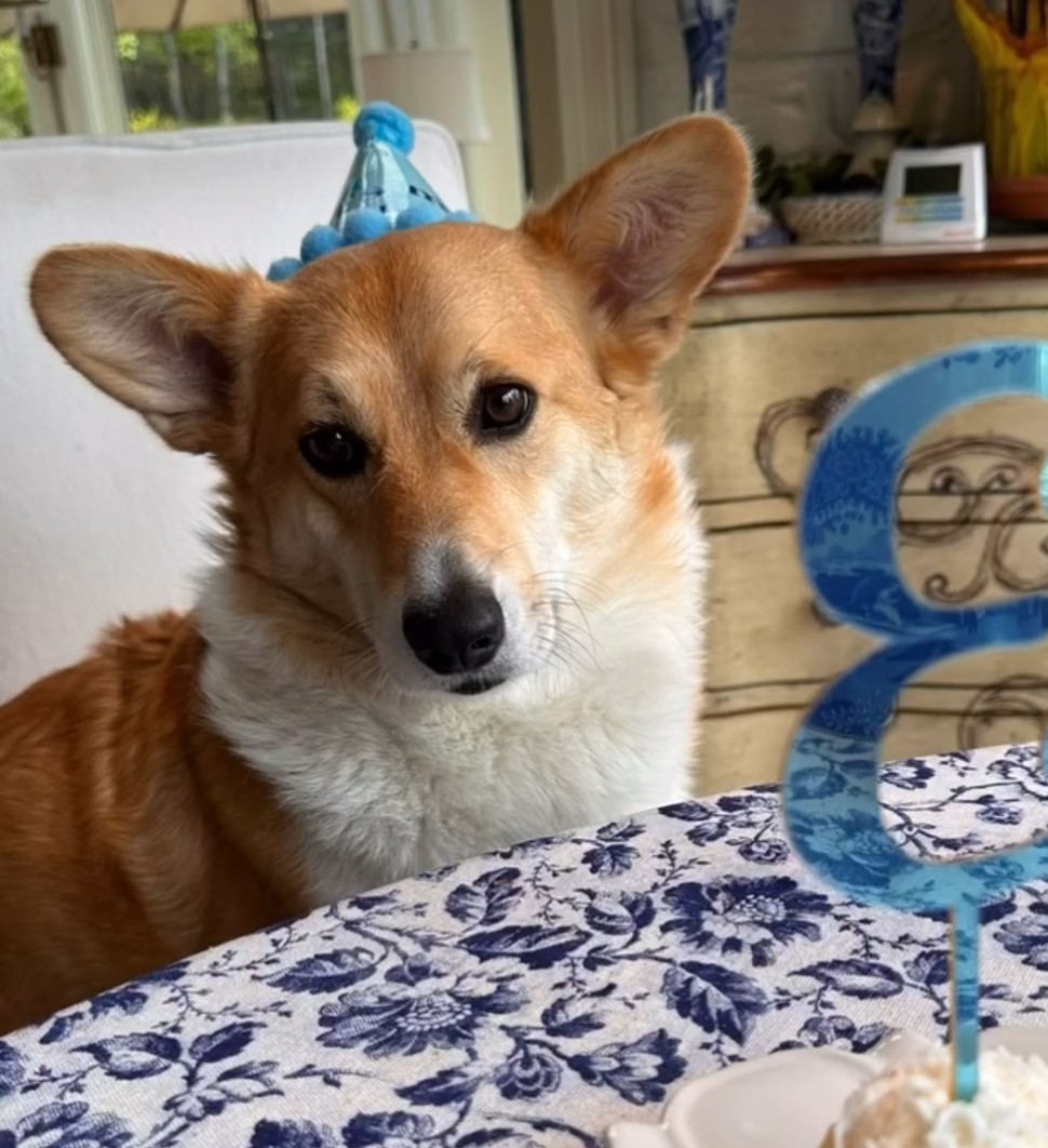 TristanHayward's tweet photo. @ChrisGBallard @StJohnsTelegram This here is Georgie! He's a 3 year old Corgi who works at Hayward Interiors on Kenmount Road. He is very friendly and loves greeting all our customers. He's everyone's favourite staff member! https://t.co/7efV9p82n5