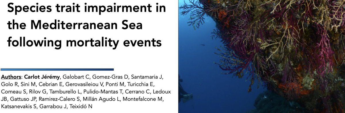 Jérémy Carlot (@jerem_carlot) on Twitter photo Do you want to learn more about how much species trait diversity has been impaired over the last 3.5 decades across the Mediterranean Sea ? Come to my talk on Thursday, 4 July, just after lunch at 14:06 in the Averroé room (Session 4, #351) at <a href="/Ecrs2024/">ECRS 2024</a>.
<a href="/4Oceansmopga/">4Oceansmopga</a>, <a href="/IMEV_mer/">IMEV-Institut de la Mer de Villefranche</a> Do you want to learn more about how much species trait diversity has been impaired over the last 3.5 decades across the Mediterranean Sea ? Come to my talk on Thursday, 4 July, just after lunch at 14:06 in the Averroé room (Session 4, #351) at <a href="/Ecrs2024/">ECRS 2024</a>.
<a href="/4Oceansmopga/">4Oceansmopga</a>, <a href="/IMEV_mer/">IMEV-Institut de la Mer de Villefranche</a>