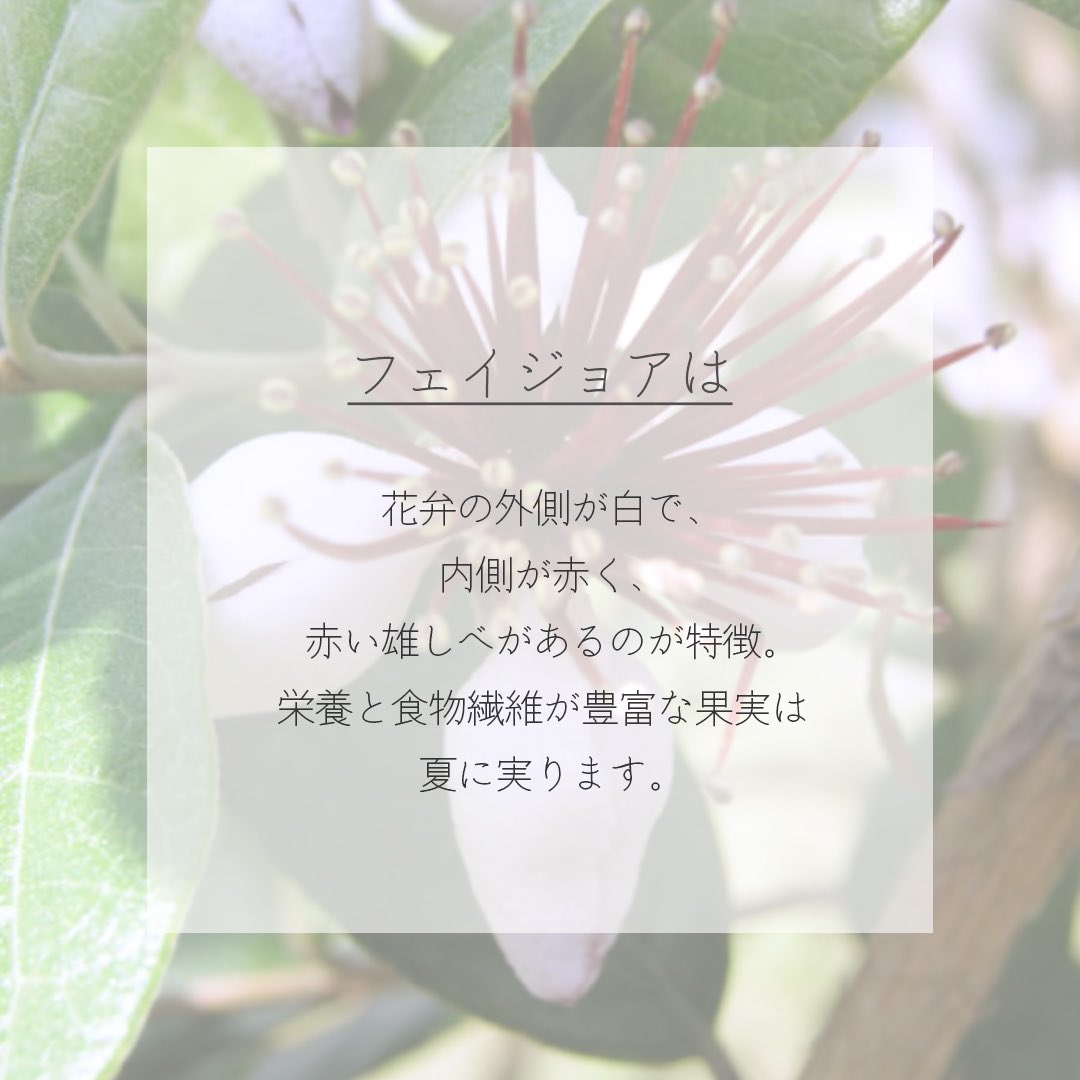 itismizu's tweet photo. 7月1日の誕生花は、
フェイジョア　(英： Feijoa)

花言葉は「情熱に燃える心」、「満ち足りた」、「実りある人生」など

花弁の外側が白で、内側が赤く、
さらに赤い雄しべがあるのが特徴です。
栄養と食物繊維が豊富な果実は夏に実ります。

#dayday花project #花言葉シリーズ #花イラスト https://t.co/vgFsGxWtHf