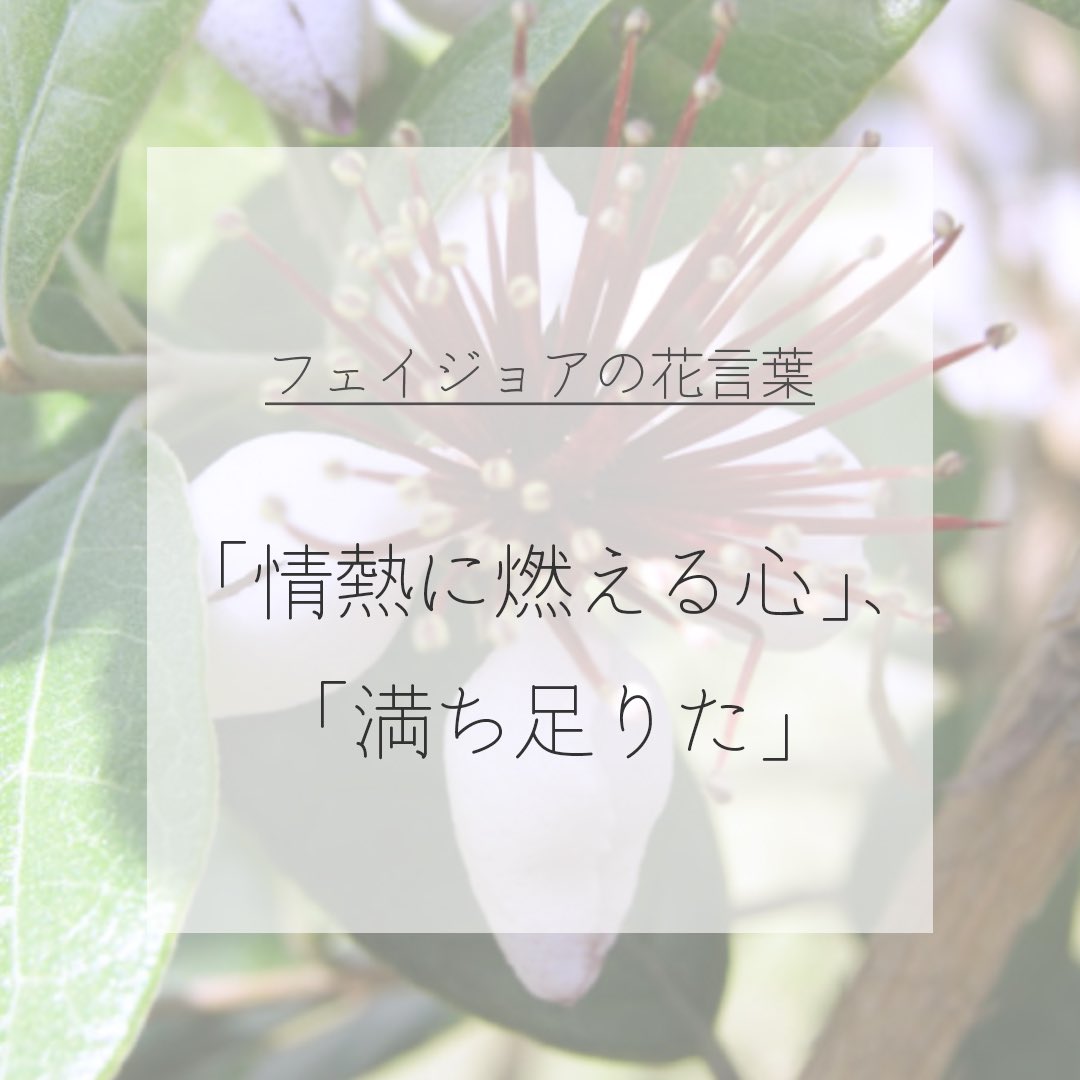 itismizu's tweet photo. 7月1日の誕生花は、
フェイジョア　(英： Feijoa)

花言葉は「情熱に燃える心」、「満ち足りた」、「実りある人生」など

花弁の外側が白で、内側が赤く、
さらに赤い雄しべがあるのが特徴です。
栄養と食物繊維が豊富な果実は夏に実ります。

#dayday花project #花言葉シリーズ #花イラスト https://t.co/vgFsGxWtHf