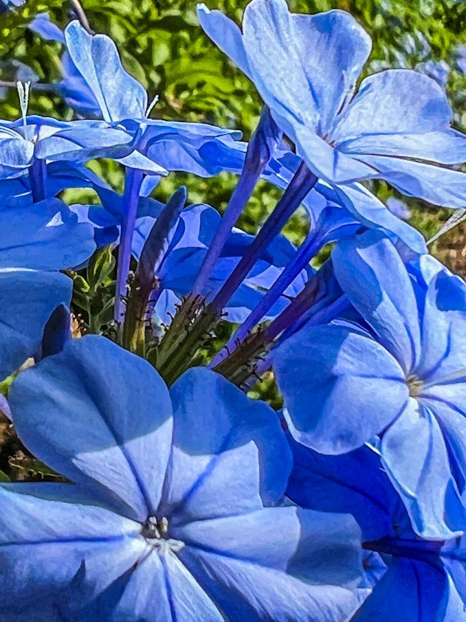 CorellaTej7982's tweet photo. #blue #bluemood #blueflowers #azulcielo #azul #blu #blau #bleu #azul #flowrrpower #PowerofLove  #vita #gardens #photo https://t.co/FIzTqoHe4Y