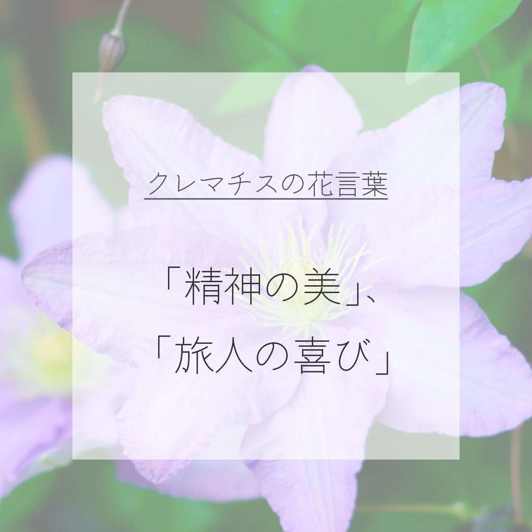 itismizu's tweet photo. 7月2日の誕生花は
クレマチス　(英：Clematis)

花言葉は「精神の美」、「旅人の喜び」、「策略」など

細いツルをぐんぐんと伸ばし、色鮮やかで大きな花をつけます。その美しさ、「ツル性植物の女王」とも呼べれてる。暑さと寒さにも強く、庭や花壇に重宝されてます。

#dayday花project #花イラスト https://t.co/Yq55rrbgmO
